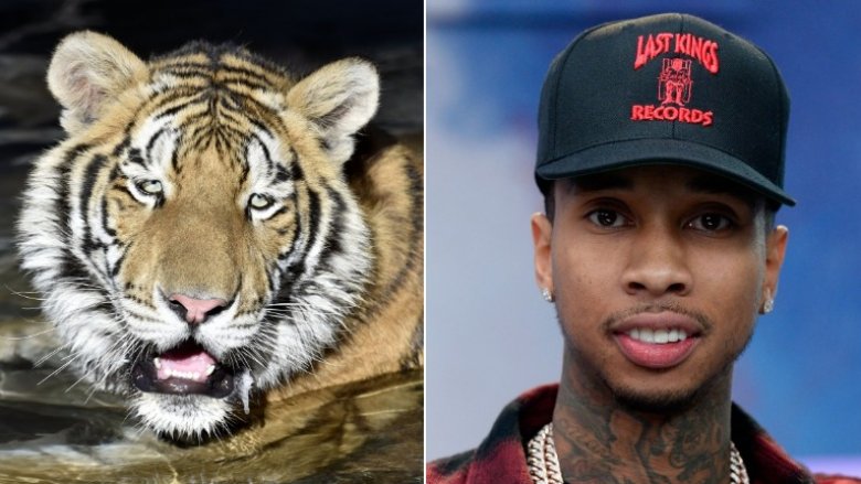 Tyga Tiger Maverick