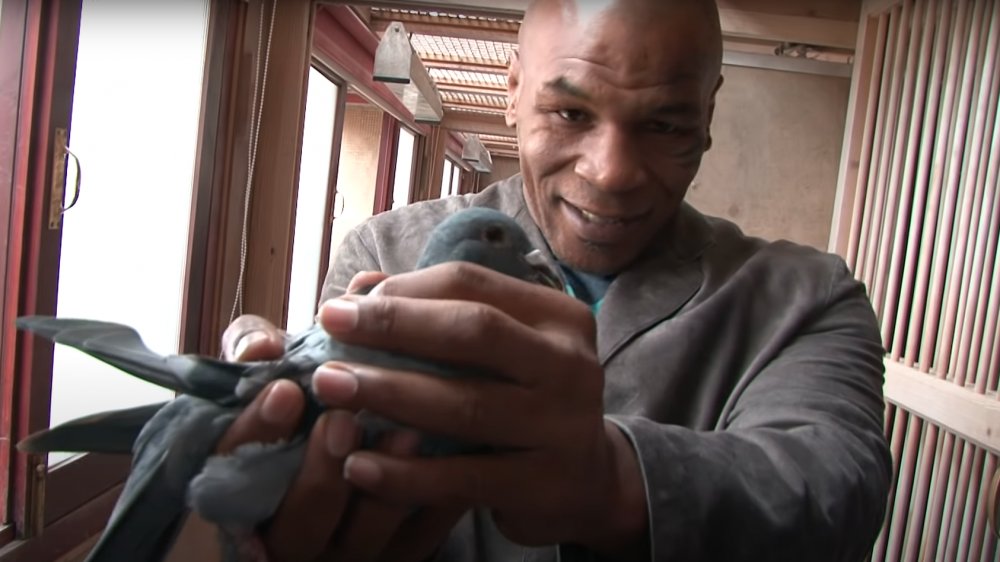 Mike Tyson in possesso di un piccione 