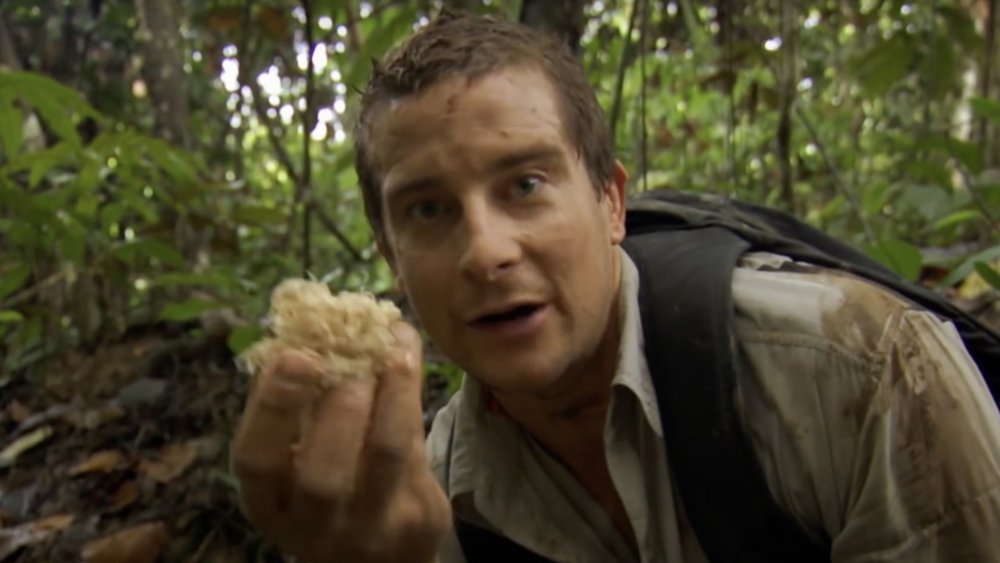 Bear Grylls in natura