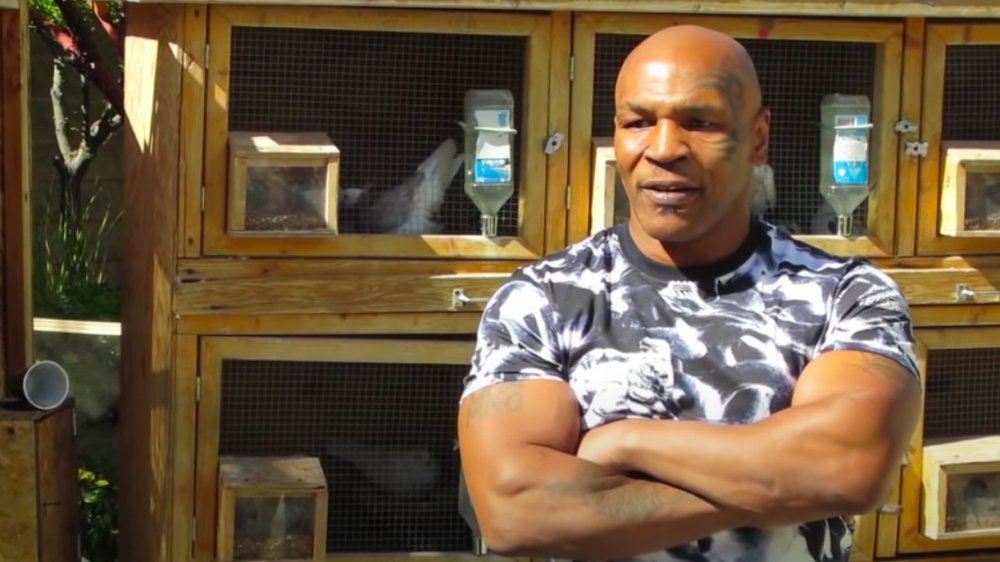 Mike Tyson e il suo habitat per i piccioni