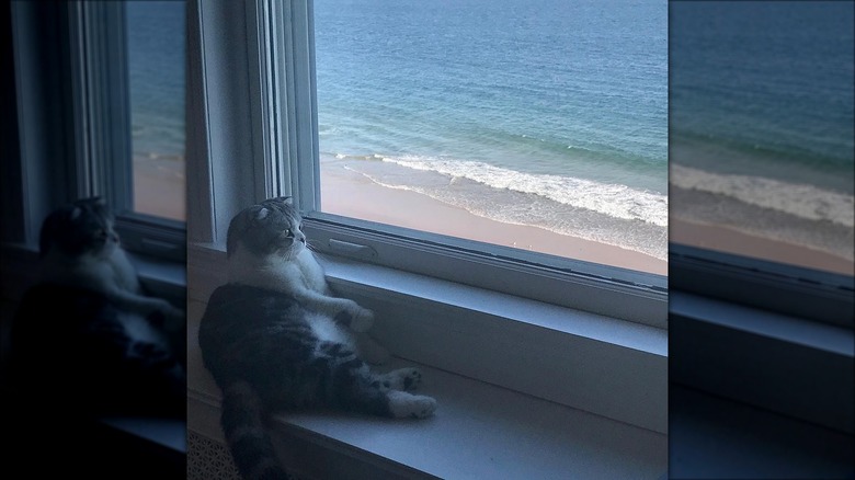 Meredith Grey seduta sul davanzale della finestra