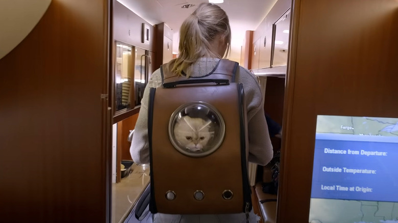 Taylor Swift porta il gatto nello zaino