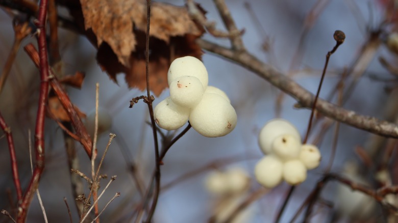 Ghostberry allo stato selvatico