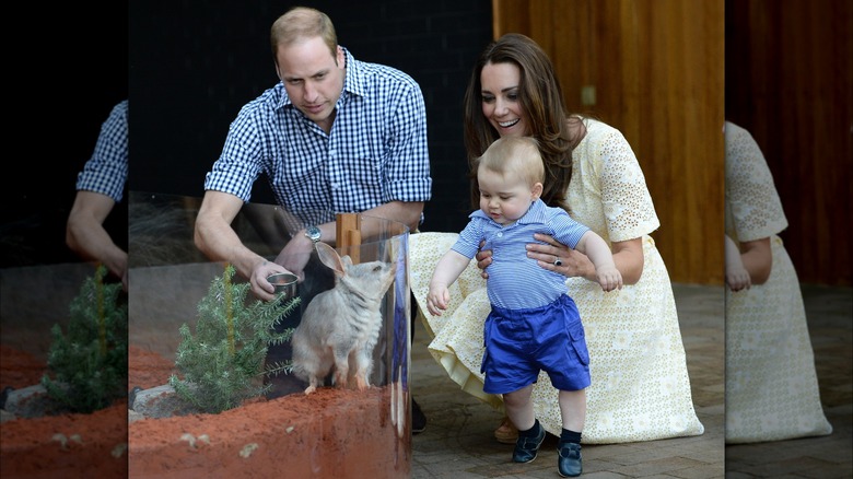 Il principe George guarda un bilby